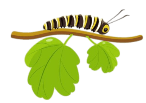 Raupe auf einem Ast